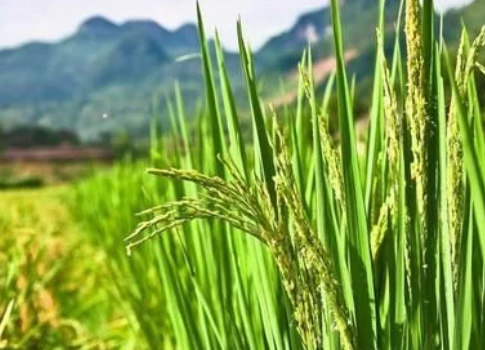 水稻鉀肥什么時(shí)候施用好？有哪些要求？