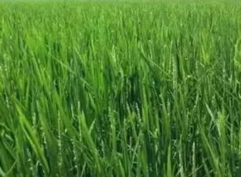 水稻抽穗期能缺水嗎？施什么肥料好？