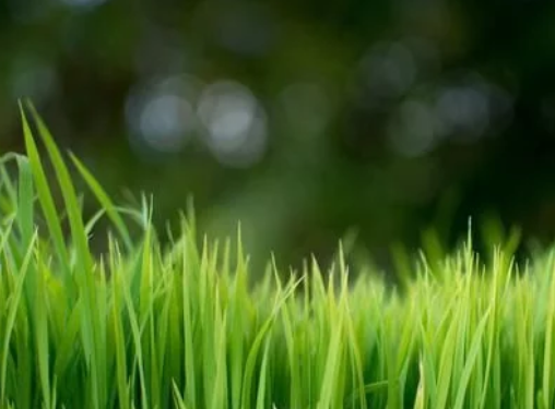 水稻高產(chǎn)栽培技術(shù)，掌握科學(xué)種植技巧，以減少病蟲(chóng)害的發(fā)生